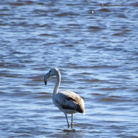 Aveiro Beach Hotel Hostal *
