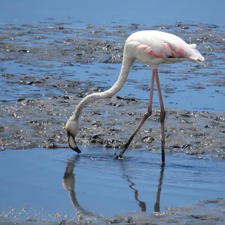 Vandrarhem Aveiro Beach Hotel *