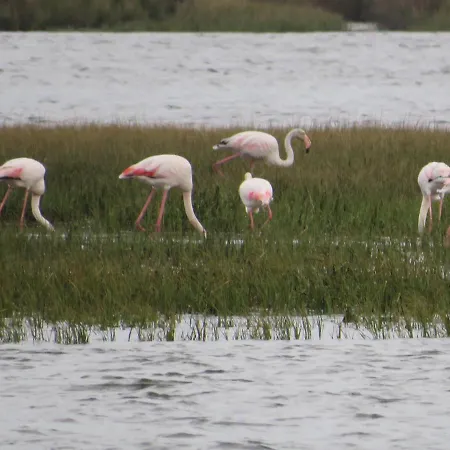 Aveiro Beach Hotel Vandrarhem *
